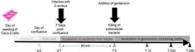 Staphylococcus aureus Infection Influences the Function of Intestinal Cells by Altering the Lipid Raft-Dependent Sorting of Sucrase–Isomaltase